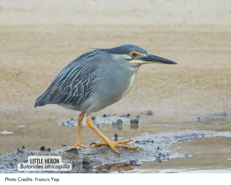 Little Heron (Butorides atricapilla)